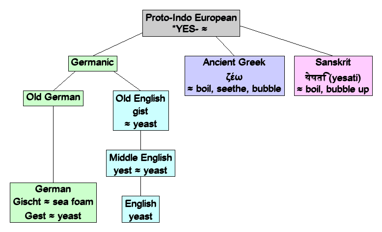 Linguistic diagram of yeast