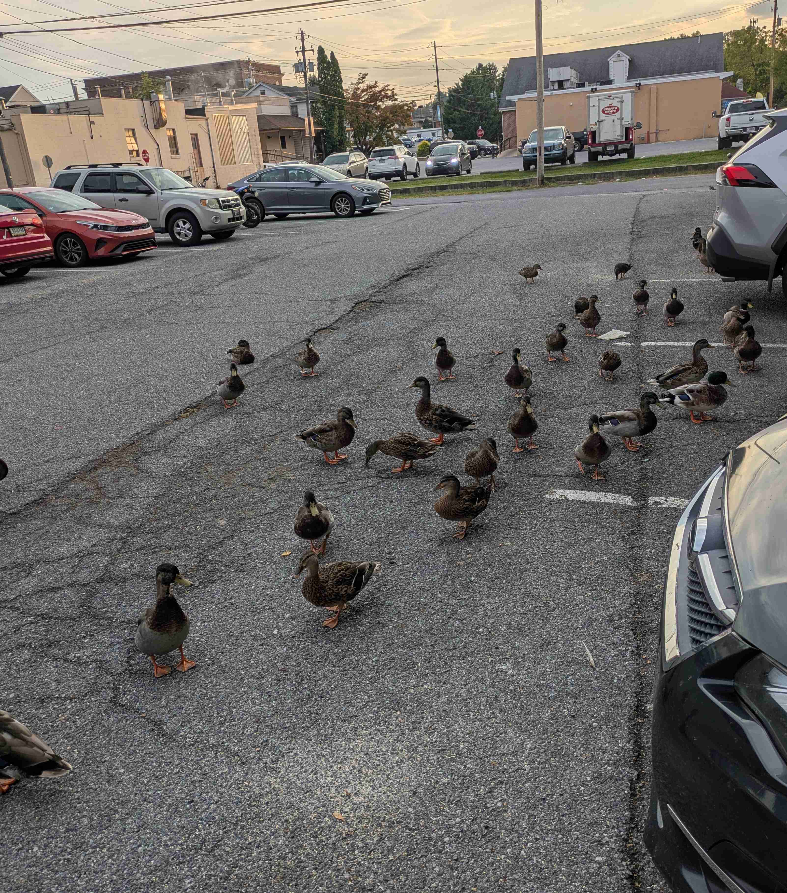 Ducks