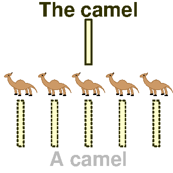 Camels