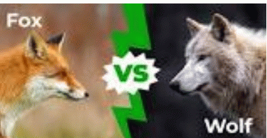 Fox vs. wolf