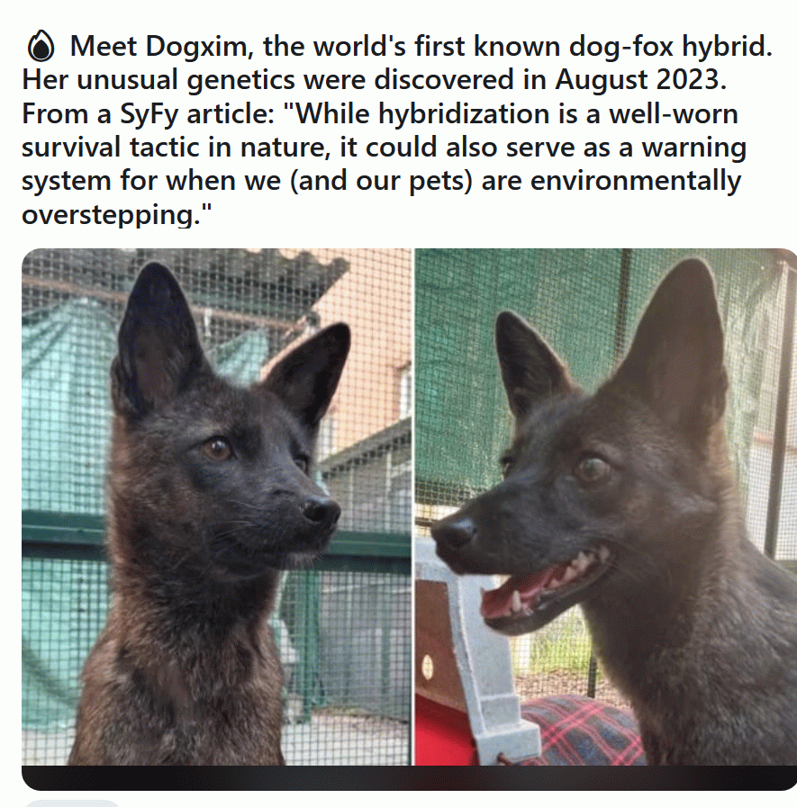 Dogxim: dox-fox hybrid