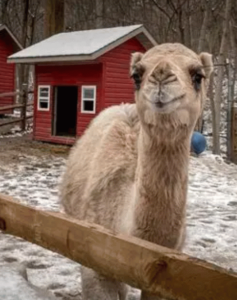 Ozzie the camel at the Pretzel Hut