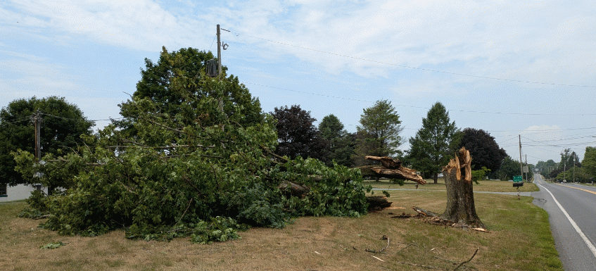 Tree cut down