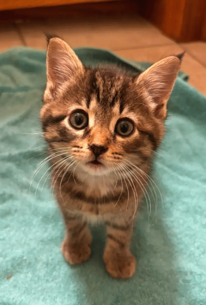 Cat eyes